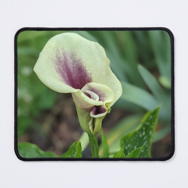 Item preview, Calla Lilies Photographic Image designed and sold by AustaArt.