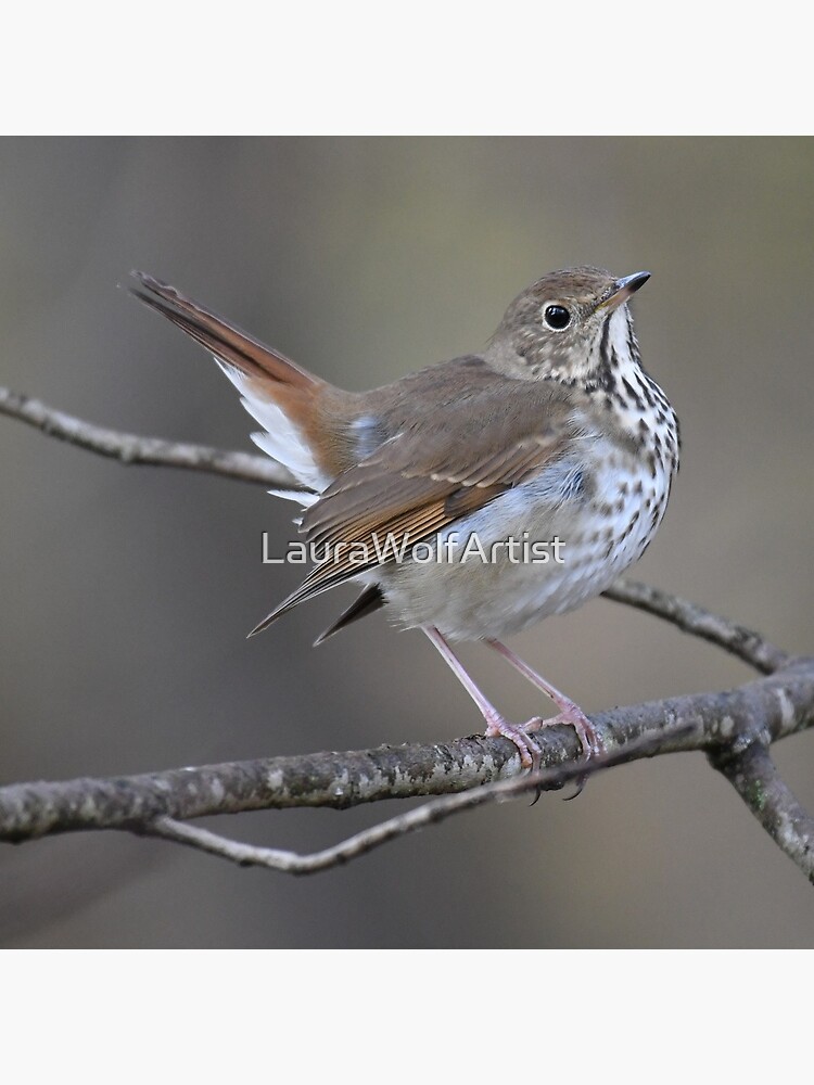 Poster for Sale avec l'œuvre « Ovenbird naissant Photo » de l