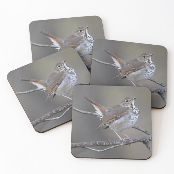 Item preview, Hermit Thrush Photo designed and sold by LauraWolfArtist.
