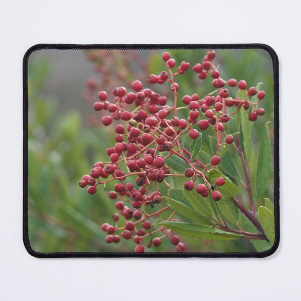 Item preview, California Holly designed and sold by happynaturalist.