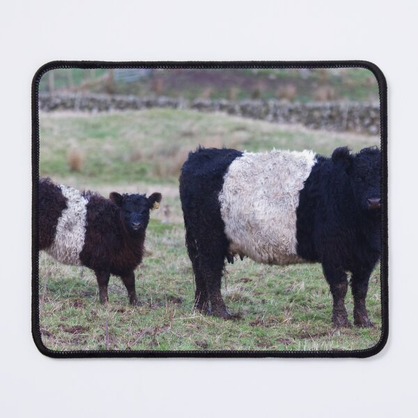 Item preview, Belted Galloway Cow and Calf designed and sold by derekbeattie.