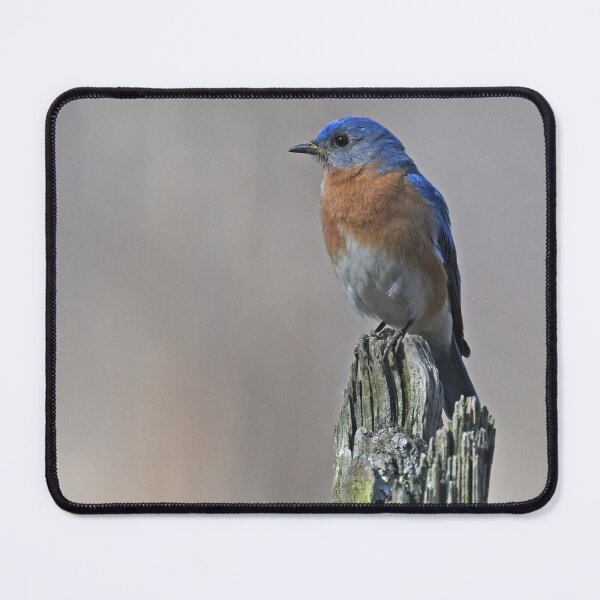 Item preview, Eastern Bluebird Male Photo designed and sold by LauraWolfArtist.