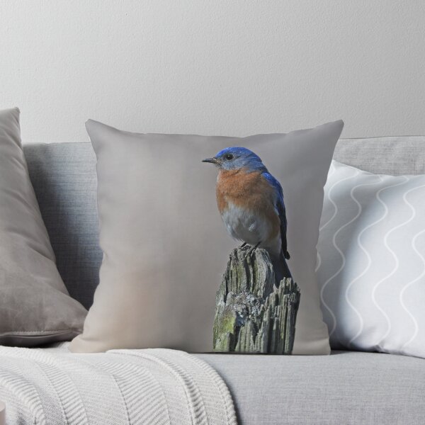 Artikelvorschau, Eastern Bluebird männlich Foto entworfen und verkauft von LauraWolfArtist.