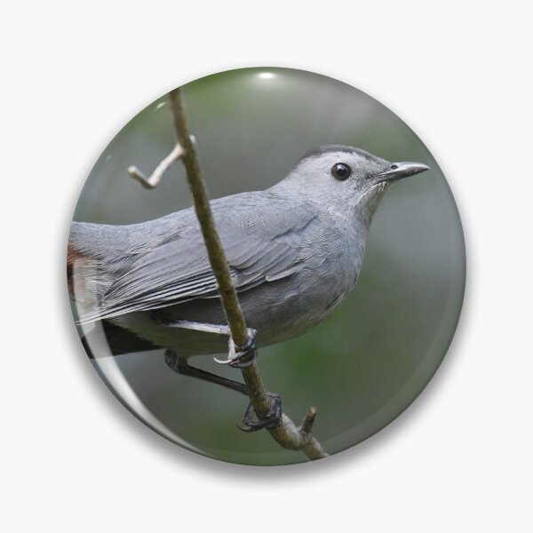 Item preview, Gray Catbird designed and sold by LauraWolfArtist.
