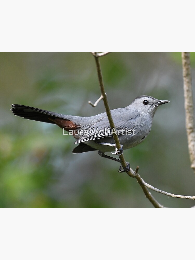 Poster for Sale avec l'œuvre « Ovenbird naissant Photo » de l