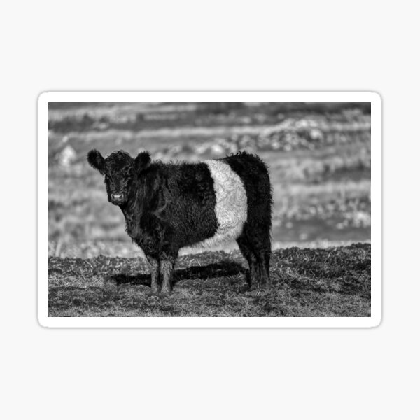 Item preview, Belted Galloway Calf designed and sold by derekbeattie.