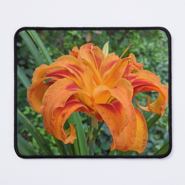 Item preview, Orange Lily Side View Photographic Image designed and sold by AustaArt.