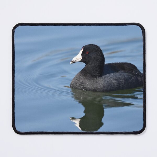 Item preview, American Coot Photo designed and sold by LauraWolfArtist.