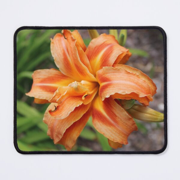 Aperçu de l'œuvre Image photographique de fleur de lys orange créée et vendue par AustaArt.