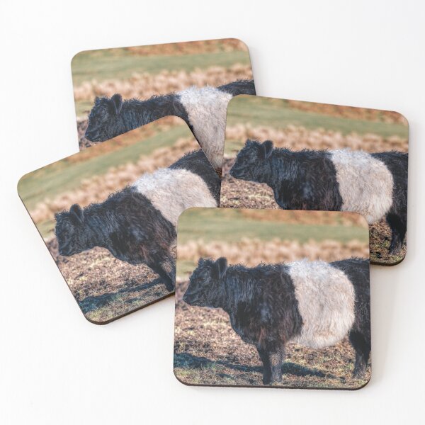 Item preview, Belted Galloway Calf designed and sold by derekbeattie.