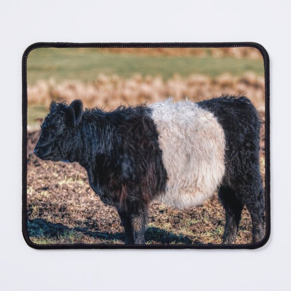 Item preview, Belted Galloway Calf designed and sold by derekbeattie.