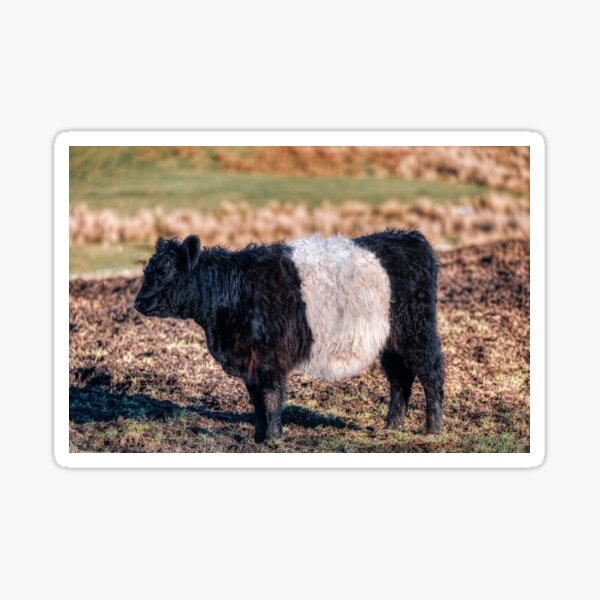 Item preview, Belted Galloway Calf designed and sold by derekbeattie.