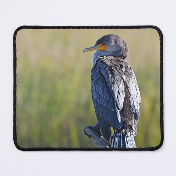 Item preview, Double-crested Cormorant Photo designed and sold by LauraWolfArtist.