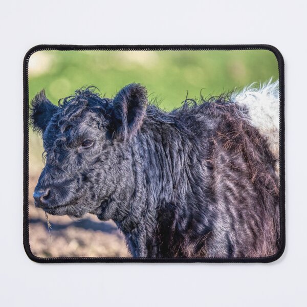 Item preview, Belted Galloway Cow designed and sold by derekbeattie.