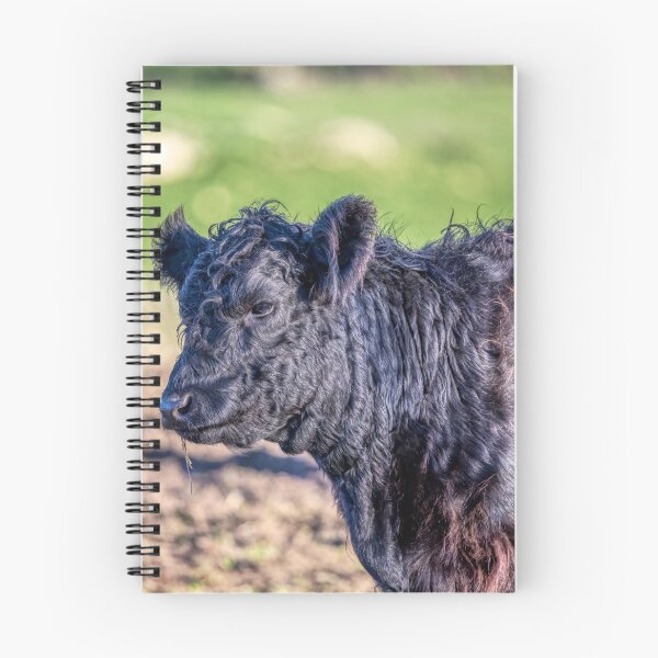 Item preview, Belted Galloway Cow designed and sold by derekbeattie.