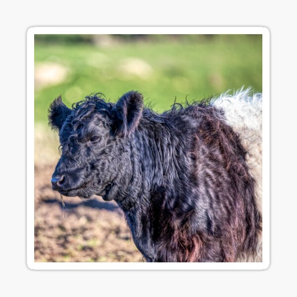 Item preview, Belted Galloway Cow designed and sold by derekbeattie.