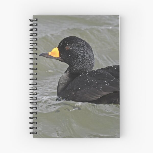 Item preview, Male Black Scoter Photo designed and sold by LauraWolfArtist.