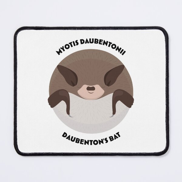 Item preview, Hibernating Daubenton's bat drawing with scientific and English names designed and sold by MarisG.