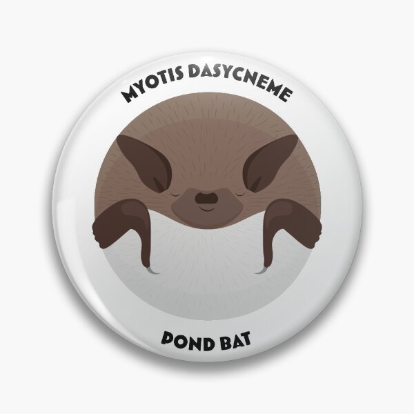 Item preview, Hibernating pond bat drawing with scientific and English names designed and sold by MarisG.