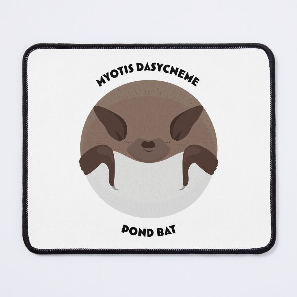 Item preview, Hibernating pond bat drawing with scientific and English names designed and sold by MarisG.