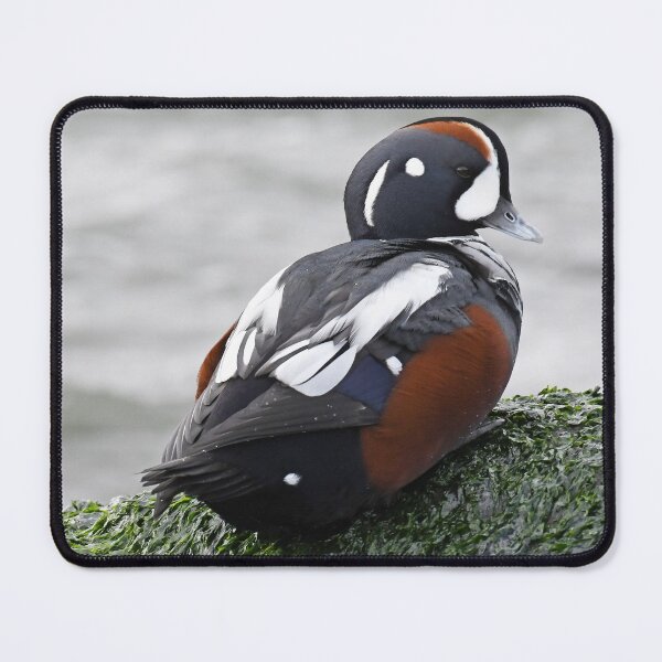 Item preview, Male Harlequin Duck Photo designed and sold by LauraWolfArtist.