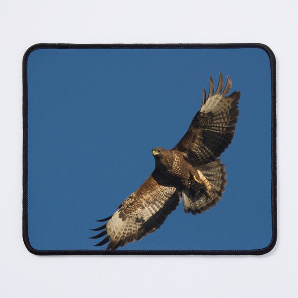 Item preview, Common Buzzard in flight designed and sold by Jon Lees.