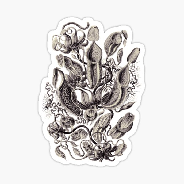 Item preview, Ernst Haeckel Nepenthaceae Pitcher Plant Aubergine designed and sold by aimeewilson.