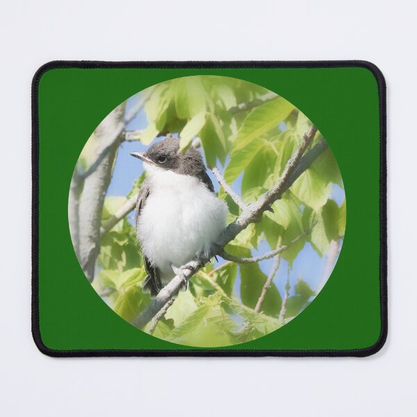 Item preview, Baby Eastern Kingbird designed and sold by Anita Oakley.