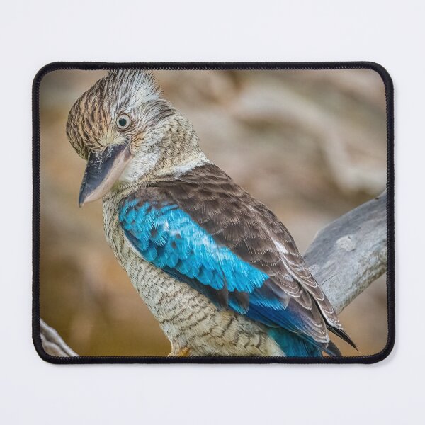 Item preview, Blue-winged Kookaburra designed and sold by Roger Mackertich.