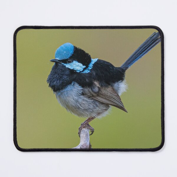 Item preview, Superb Fairywren designed and sold by Roger Mackertich.