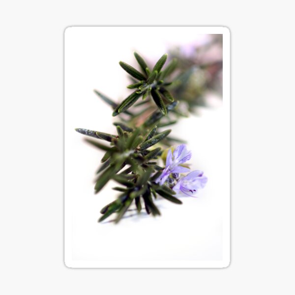 Rosemary Sticker