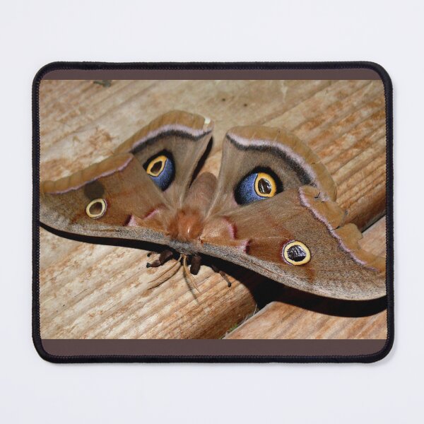 Item preview, Polyphemus Silkmoth designed and sold by Carla Jensen.