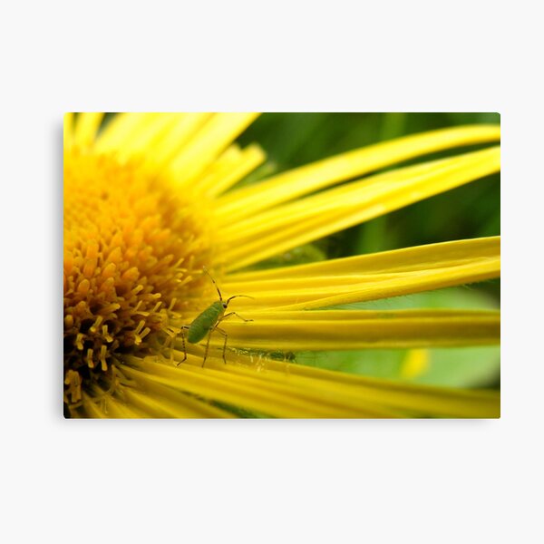 Aphid on Petals Canvas Print