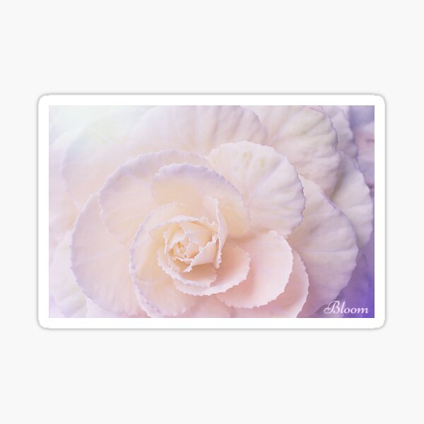 Regalos y productos: Flores Begonias Blancas | Redbubble