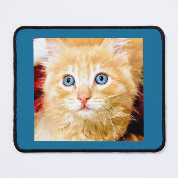Item preview, Ginger Mainecoon ragdoll kitten designed and sold by Fluffycat2020.