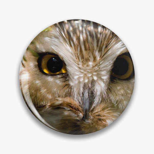 Artikelvorschau, Nördliche Sägekauz entworfen und verkauft von Owl-Images.