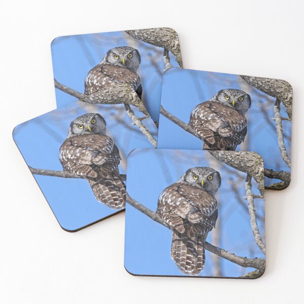 Item preview, Northern Hawk Owl designed and sold by Owl-Images.