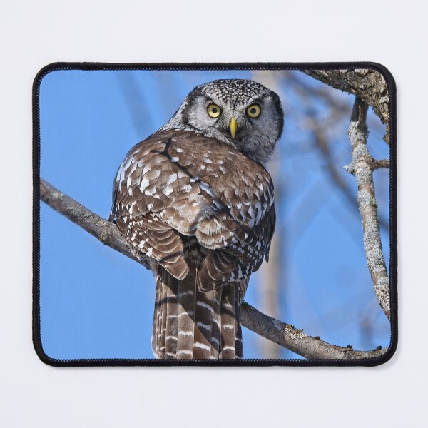 Item preview, Northern Hawk Owl designed and sold by Owl-Images.