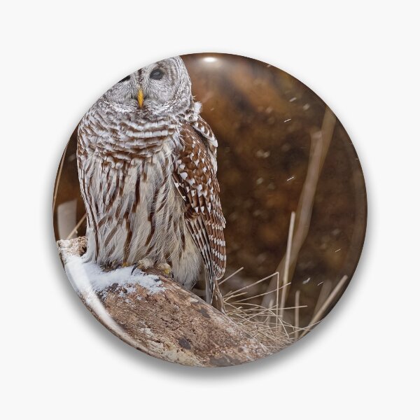 Item preview, Barred Owl designed and sold by Owl-Images.