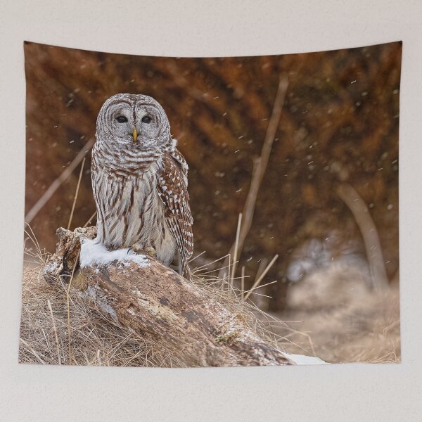 Item preview, Barred Owl designed and sold by Owl-Images.