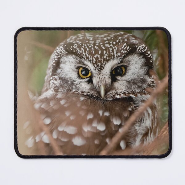 Item preview, Boreal Owl designed and sold by Owl-Images.