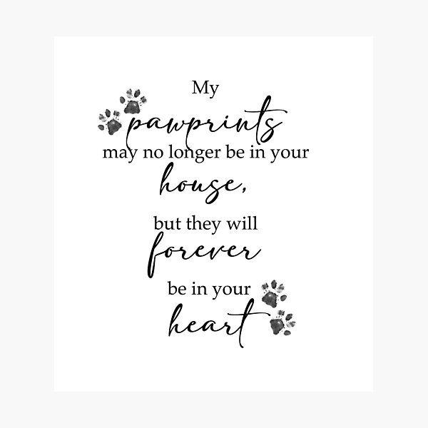 40-sentimental-pet-memorial-quotes-sayings-that-erase-the-pain