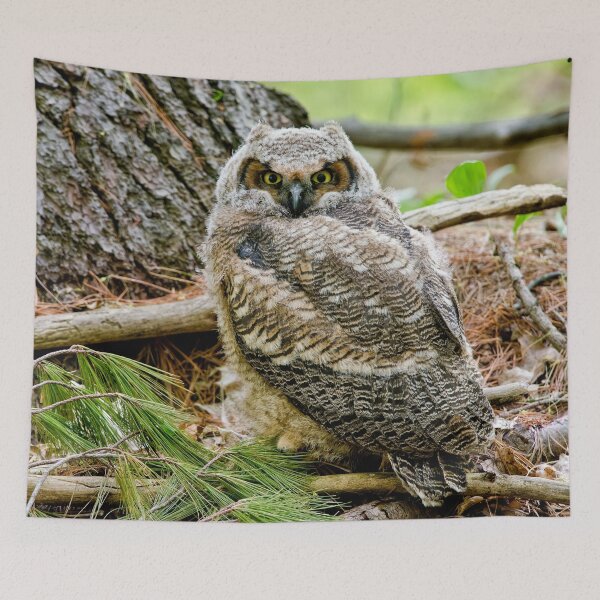 Item preview, Great Horned Owlet designed and sold by Owl-Images.