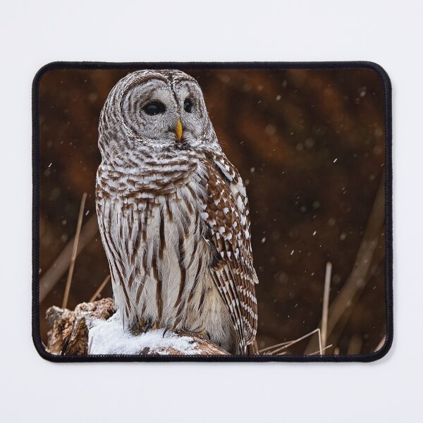 Artikelvorschau, Barred Owl entworfen und verkauft von Owl-Images.