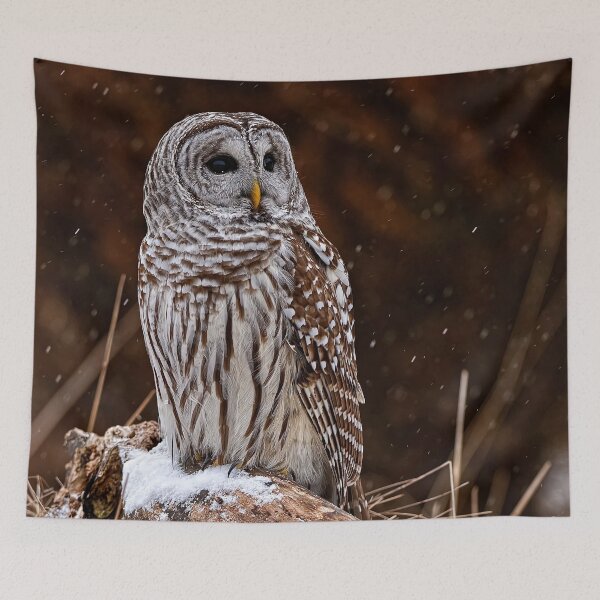 Item preview, Barred Owl designed and sold by Owl-Images.