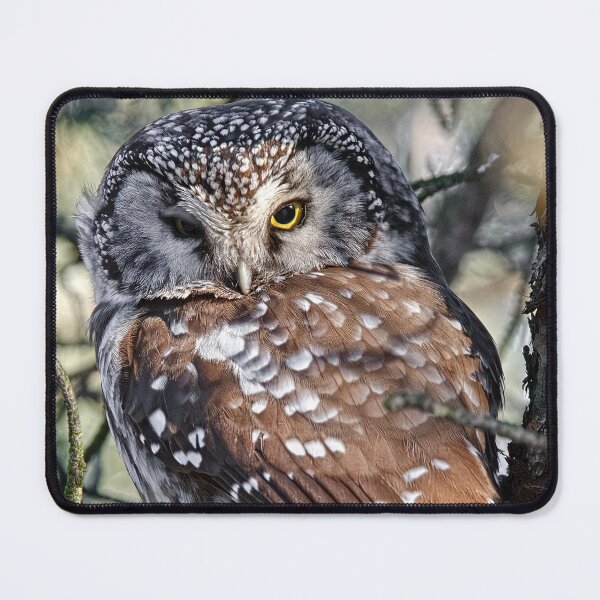 Item preview, Boreal Owl designed and sold by Owl-Images.