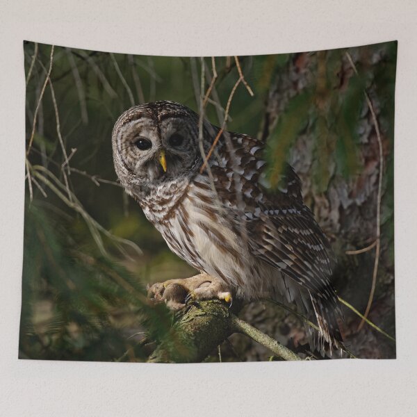 Item preview, Barred Owl designed and sold by Owl-Images.