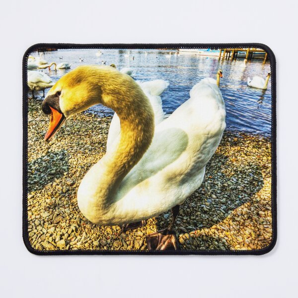 Item preview, Shy Windermere Swan designed and sold by Paul Thompson Photography.