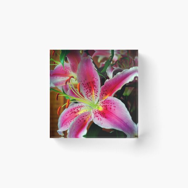 Item preview, Pink Lily Lilium Herbaceous Flowering Plants designed and sold by AndyEvansPhotos.
