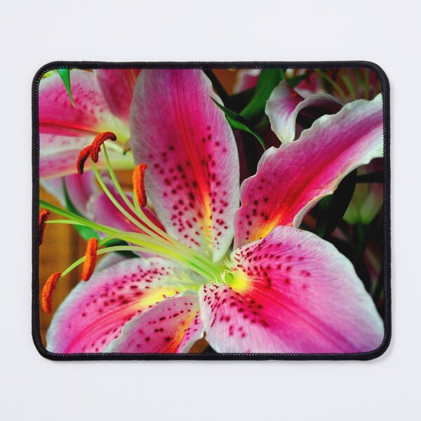 Item preview, Pink Lily Lilium Herbaceous Flowering Plants designed and sold by AndyEvansPhotos.